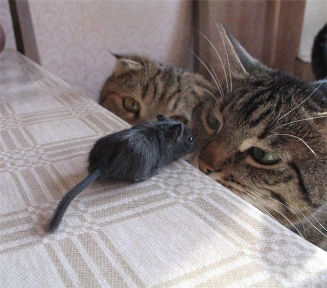 Кошки и мышка )